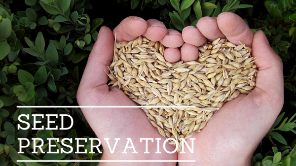 Image for event: Seed Preservation